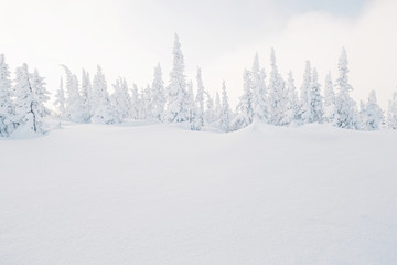 Beautiful winter landscape with snow-covered trees. Snow powder like natural background