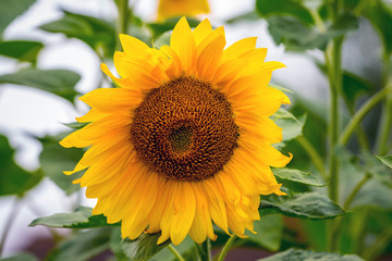 Big sunflower with yellow  petals on green background_