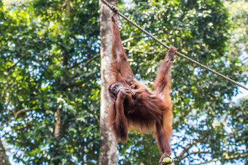 Kinabatangan river, Sabah, Malaysia- January 2019: Orangutan mother and baby (Pongo pygmaeus), species threatened with extinction due to oil palm. © Lukas