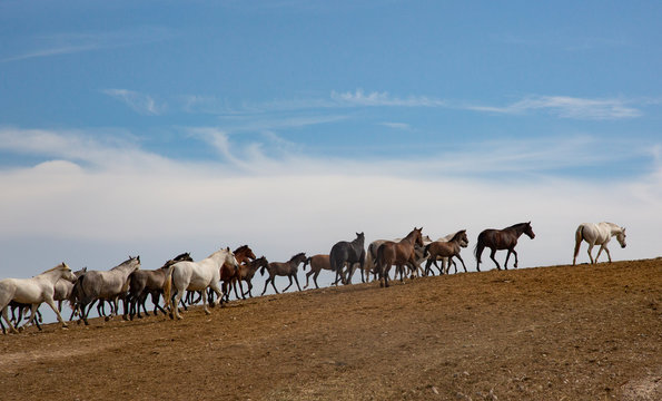 Spain,?Jerez de la Frontera, Herd of Andalusian horses (Pura Raza Espanola) in field