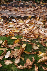Feuilles mortes au jardin en automne