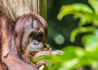 Kinabatangan river, Sabah, Malaysia- January 2019: Orangutan (Pongo pygmaeus), species threatened...