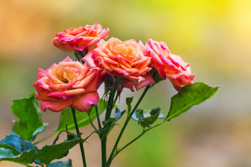 Pink roses on a light multicolored blurred background_