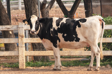  Black and white cow picture in Farm.