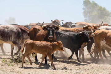 Rinder Kuh Herde Spanien Andalusien