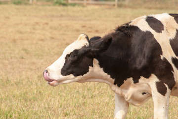  Black and white cow picture in Farm.