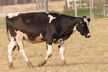  Black and white cow picture in Farm.