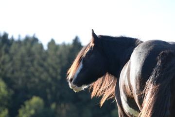 König der Weide. Portrait eines schönen Tinkers