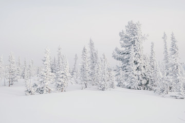 Beautiful winter landscape with snow-covered trees