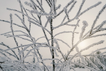 Frost snow-cowered branches on sunset winter background