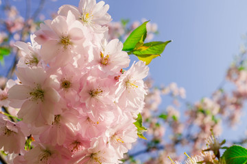 Fototapeta premium Blossom of sakura in Japan. Spring cherry flowers.