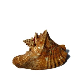 Lobatus Gigas marine giant shell on white background. marine or summer concept