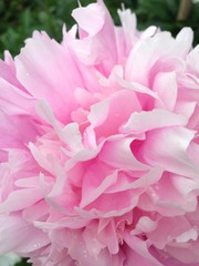 Pink Flower Close Up