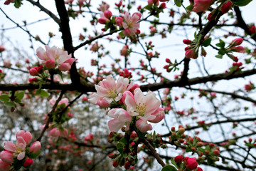 Obraz na płótnie Canvas blooming apple tree in spring