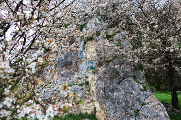 tree on the wall