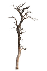 Dead tree isolated on white background