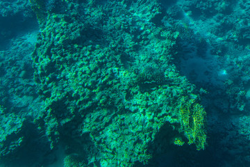 Red Sea Corals
