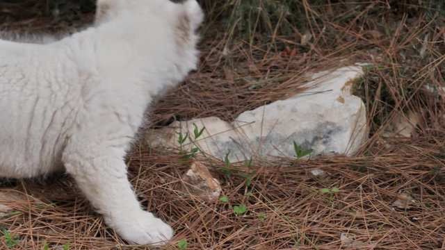 Close-up of a rare white lion cub.