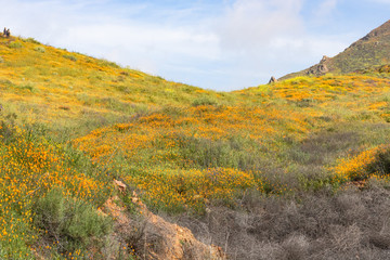 Fototapeta premium Scenic spring landscape of bright orange vibrant vivid golden California poppies, seasonal native plant set against clouds and sky