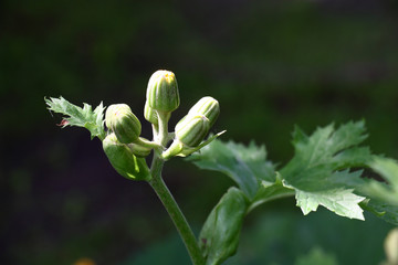 Summer in a shady garden. A ligularia palmatiloba at the beginning of blossoming. Sunshine light small fragments of a plant.