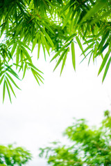 bamboo tree portrait with branched and leaves were shot from below with white background.