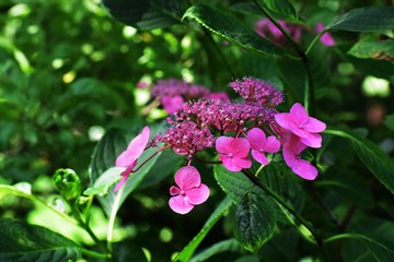 Double flowered pink Hortensia, Hydrangea Macrophylla flowers, in the garden.