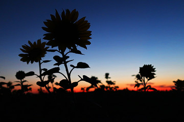 silhouette of flowers at sunset