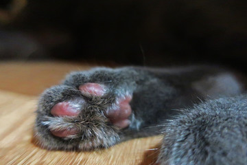 cat paw close up