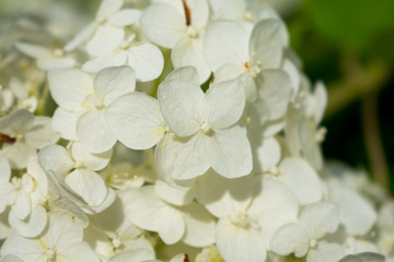 white flowers of apple tree