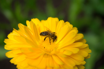 bee on a yellow flower