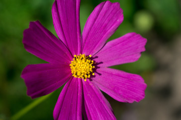 Obraz premium purple cone flower