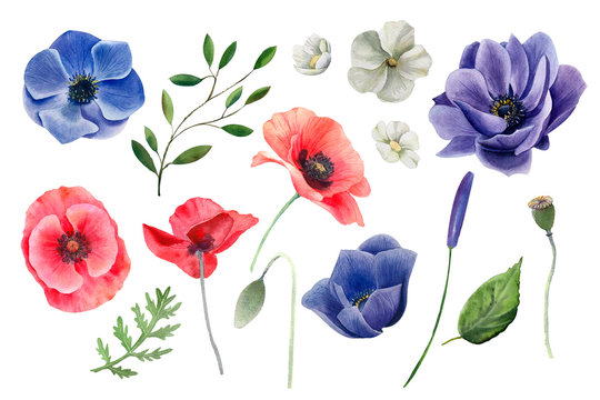 Watercolor set of flowers. Anemone,  poppy, jasmine and green leaves. Illustration isolated on white. Hand painting floral elements for design, invitation and greeting cards.