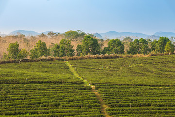Fototapeta na wymiar Landscape view of tea plantation with blue sky in morning.
