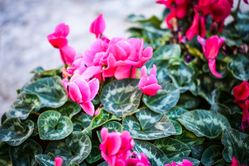 natural flowers close up view 