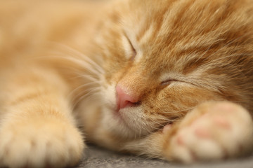 Beautiful little orange kitten