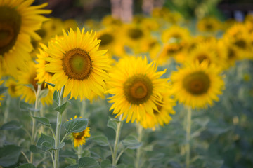 Sunflower on natural background. Sunflower blooming in garden