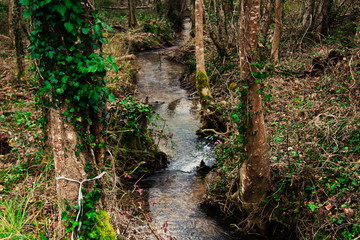 Rivière surprise en forêt