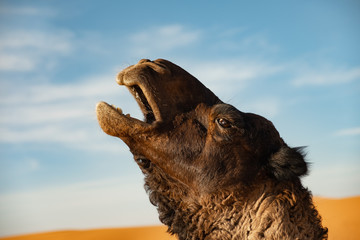Retrato de dromedario camello gimiendo en primer plano en el desierto. Erg Chebbi, Marruecos