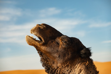 Retrato de dromedario camello en primer plano en el desierto. Erg Chebbi, Marruecos