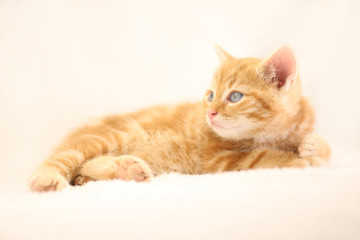 Beautiful little orange kitten