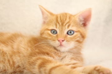 Beautiful little orange kitten