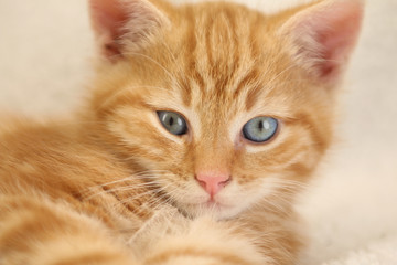 Fototapeta na wymiar Beautiful orange kitten