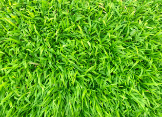 Green grass texture background, Green lawn, Backyard for background, Grass texture, Green lawn...