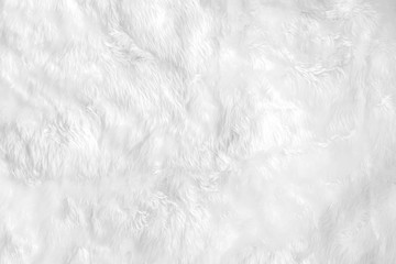 Closeup animal white wool sheep background in top view light natural detail, grey fluffy seamless cotton texture. Wrinkled lamb fur coat skin, rug mat raw material, fleece woolly textile concept - obrazy, fototapety, plakaty