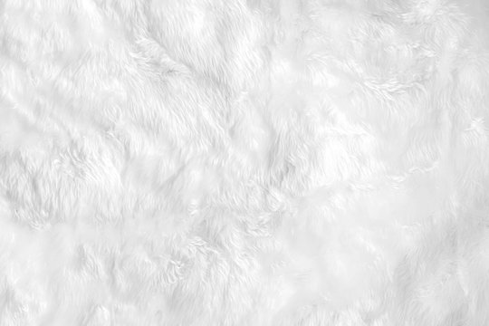 Closeup animal white wool sheep background in top view light natural detail, grey fluffy seamless cotton texture. Wrinkled lamb fur coat skin, rug mat raw material, fleece woolly textile concept