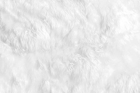 Closeup animal white wool sheep background in top view light natural detail, grey fluffy seamless cotton texture. Wrinkled lamb fur coat skin, rug mat raw material, fleece woolly textile concept