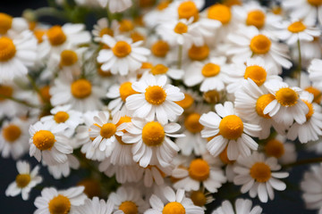 Naklejka na ściany i meble Small white daisies, floral background