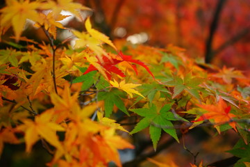 紅葉
