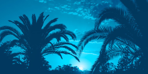 Fototapeta na wymiar Summer holidays concept with palm trees against sky with clouds, Image toned in blue, banner size