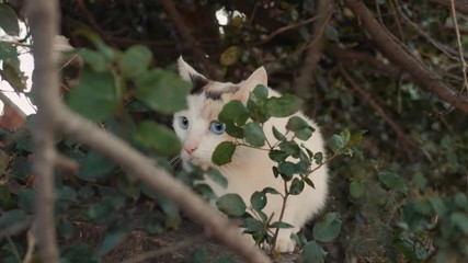 European Wildcat, Felis silvestris, in european autumn forest, sitting on mossy rock in autumn coniferous forest. - Powered by Adobe